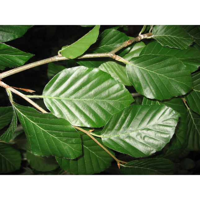 Köp Bok - Fagus sylvatica krukodlad 125-150cm - Co 7,5 - Kvalitet LQ Remco Bok
