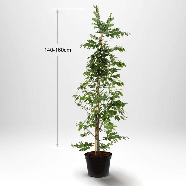 Köp Bok - Fagus sylvatica - krukodlad 150-175 cm - Co 7,5 - Kvalitet LQ Remco Bok