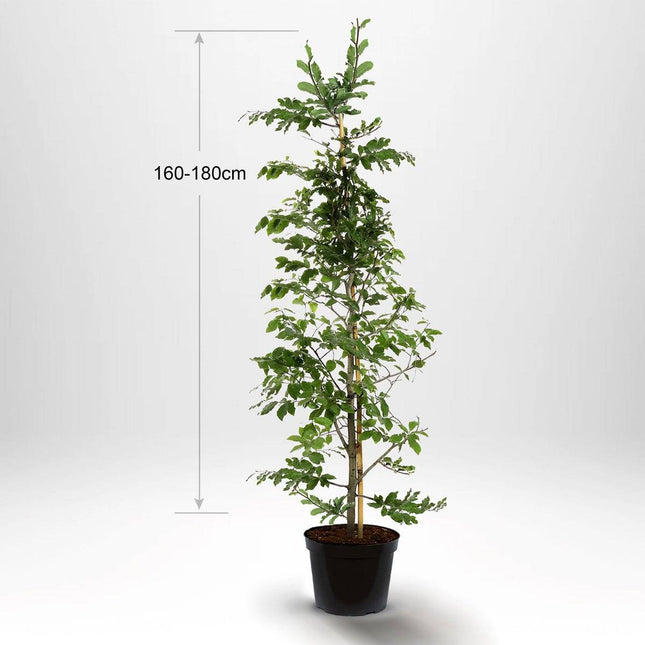 Köp Bok - Fagus sylvatica krukodlad 175-200cm - Co 7,5 - Kvalitet LQ Remco Bok