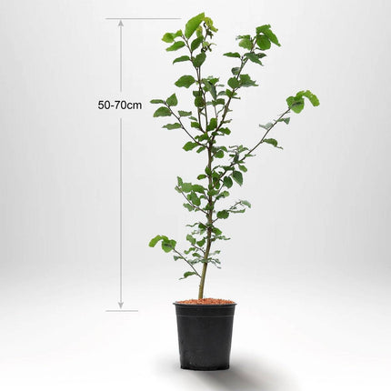 Köp Bok, fagus sylvatica krukodlad 50-70 cm, Co 2 - Kvalitet LQ Remco Bok