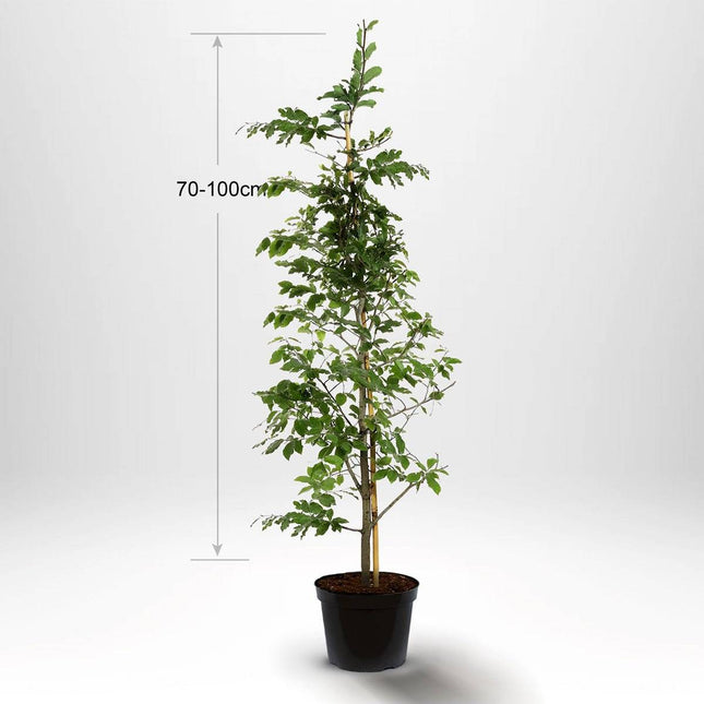 Köp Bok - Fagus sylvatica - krukodlad 80-100 - Co 2 - Kvalitet LQ Remco Bok