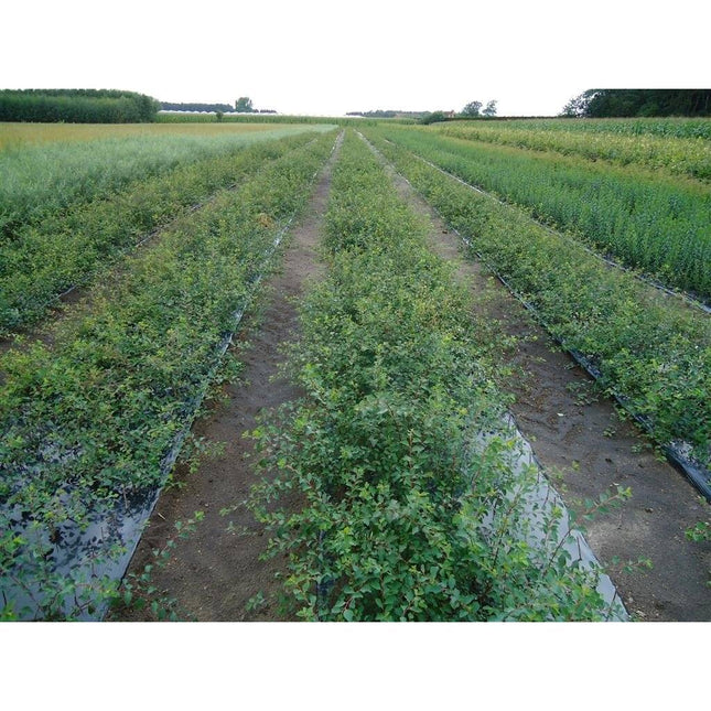 Köp Bukettspirea - Spiraea vanhouttei, 60-80 cm - Barrot - 25 Pack - Fraktfritt Remco Spirea