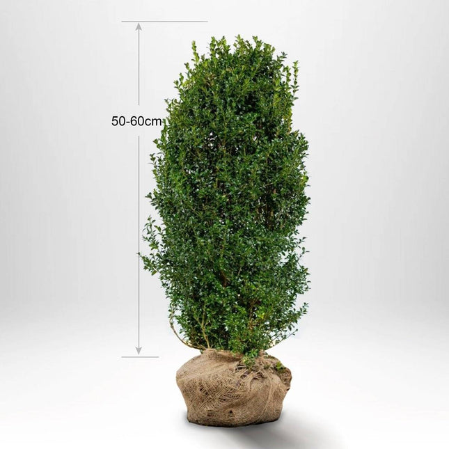 Köp Buxbom - Buxus Sempervirens, 80-100 cm - Rotklump Remco