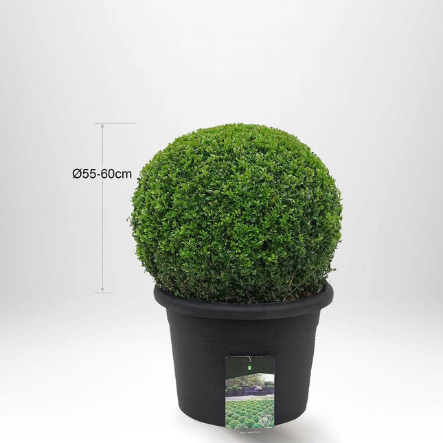 Köp Buxbom klot Ø55-60cm - Krukstorlek 40 L - XL - Fraktfri Remco