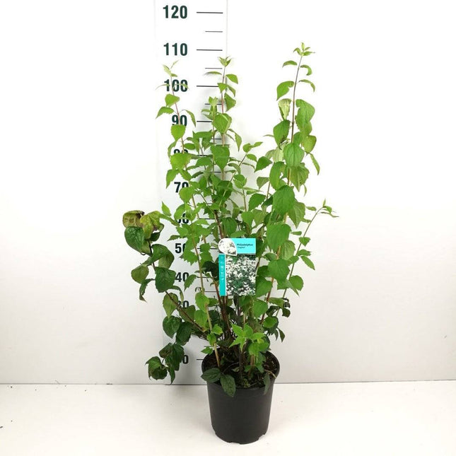 Köp Kameliaschersmin, 40-100 cm - Barrot - 25 Pack Remco Kameliaschersmin