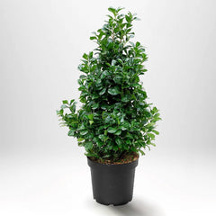 Köp Lagerhägg Etna 150-175 cm - Prunus laurocerasus | Vintergrön Häckväxt Remco
