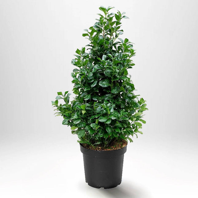 Köp Lagerhägg Etna 150-175 cm - Prunus laurocerasus | Vintergrön Häckväxt Remco