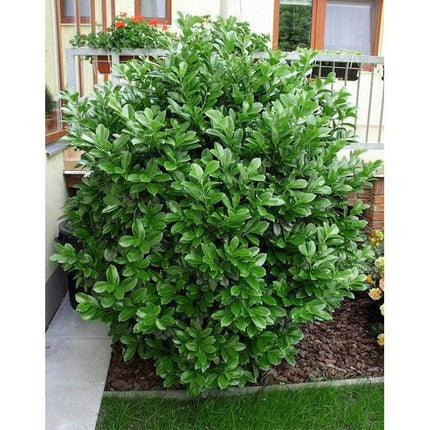 Köp Lagerhägg Etna 150-175 cm - Prunus laurocerasus | Vintergrön Häckväxt Remco