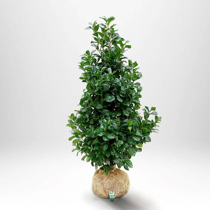 Köp Lagerhägg Etna 175-200 cm RB - Prunus laurocerasus | Vintergrön Häckväxt Remco