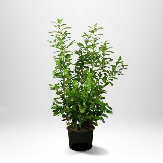 Köp Lagerhägg Genolia 50-60 cm Co - Prunus laurocerasus | Smal Vintergrön Häck Remco