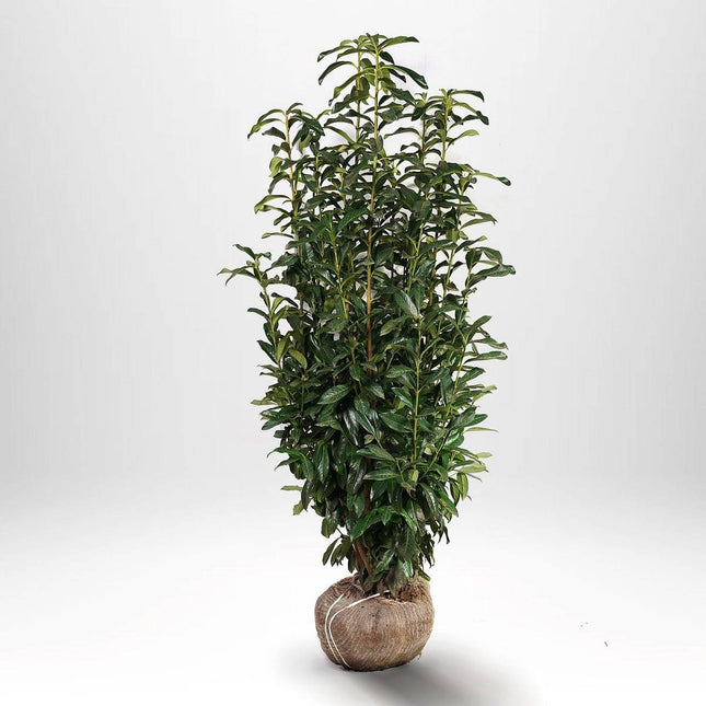 Köp Lagerhägg Genolia RB - Prunus laurocerasus Remco