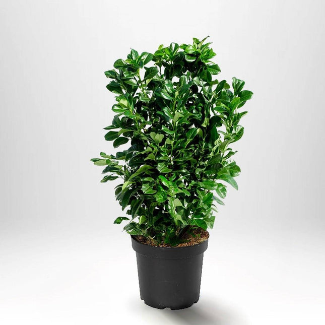 Köp Lagerhägg Novita 200-225 cm Co - Prunus laurocerasus | Vintergrön Häckväxt Remco Häckväxter