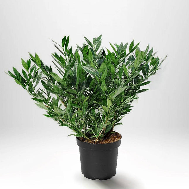 Köp Lagerhägg Otto Luyken 60-80 cm Co - Prunus laurocerasus | Låg Vintergrön Häck Remco Häckväxter