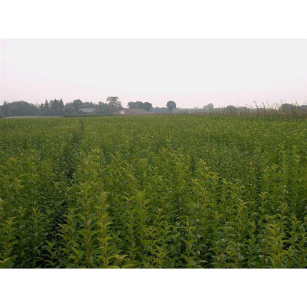 Köp Liguster - Ligustrum ovalifolium, 60-100 cm - Barrot - 25 Pack - Fraktfritt Remco Liguster