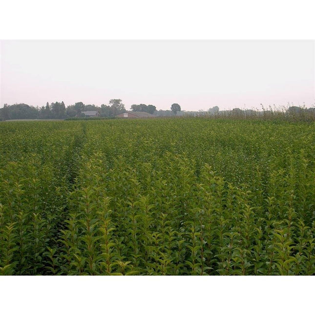 Köp Liguster - Ligustrum ovalifolium, 60-100 cm - Barrot - 25 Pack - Fraktfritt Remco Liguster