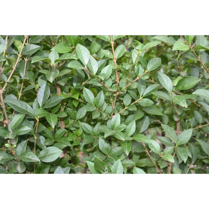 Köp Liguster - Ligustrum ovalifolium, 60-100 cm - Barrot - 25 Pack - Fraktfritt Remco Liguster