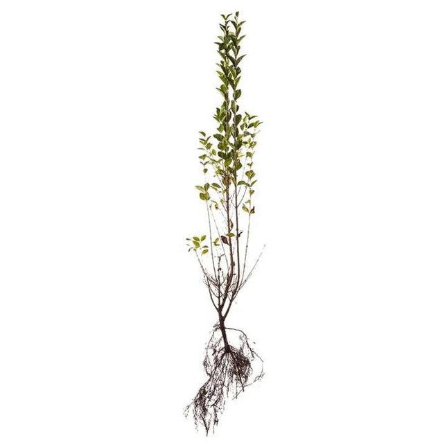 Köp Ligustrum ovalifolium Green Diamond 30-50 cm - BR - 25 st pack - Fraktfritt Remco Liguster