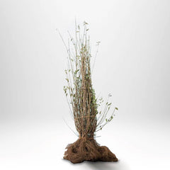 Köp Ligustrum ovalifolium Green Diamond 30-50 cm - BR - 25 st pack - Fraktfritt Remco Liguster