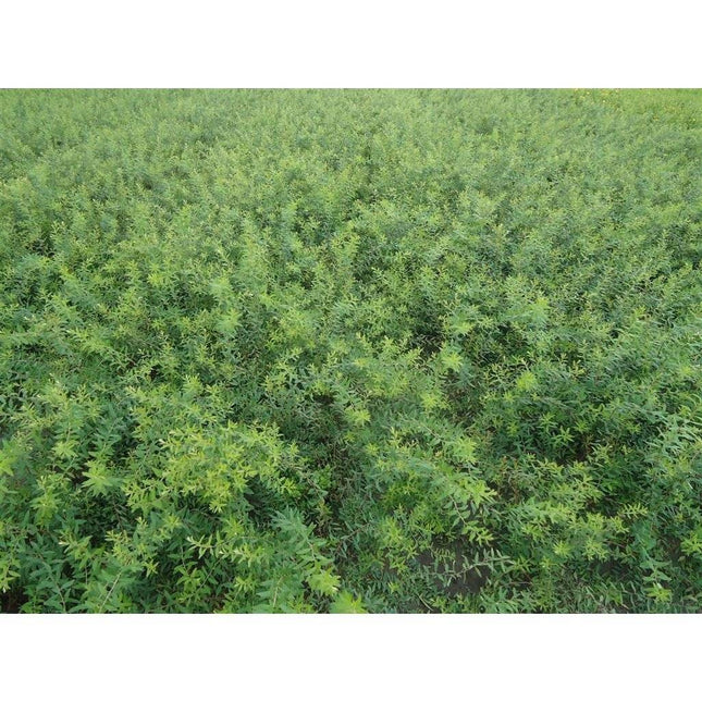 Köp Norskspirea, 40-60 cm - Barrot, 25 Pack Remco Spirea
