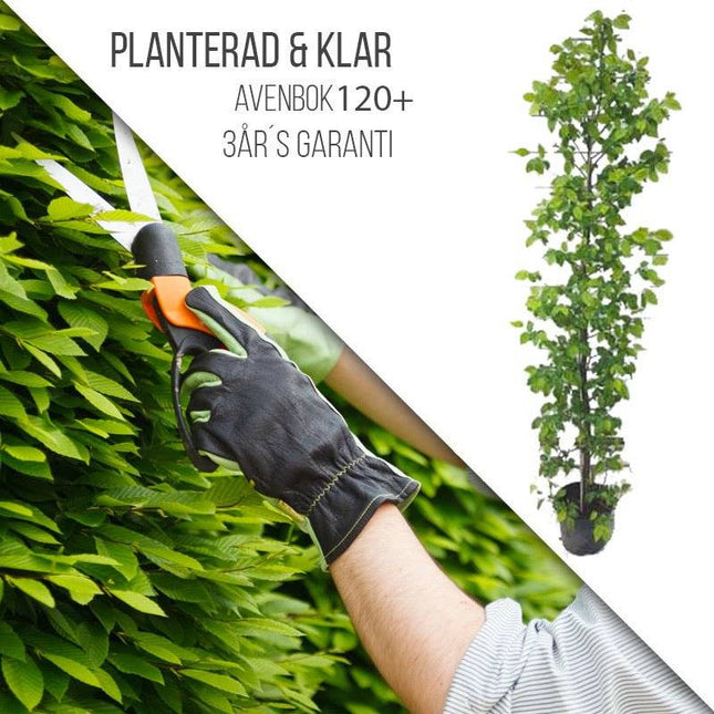 Köp Planterad & Klar Avenbok 120+ Svedberga Vadstena Planterad & Klar