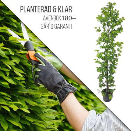 Köp Planterad & Klar Avenbok 180+ Svedberga Vadstena Planterad & Klar