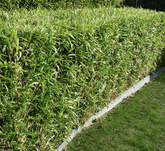 Köp Planterad & Klar Bambu Fargesia Jumbo 5L ca 50/70 cm Svedberga Vadstena Planterad & Klar