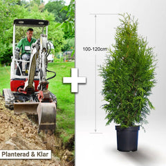 Köp Planterad & Klar Thuja Brabant 100-120cm Svedberga Vadstena Planterad & Klar