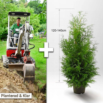 Köp Planterad & Klar Thuja Brabant 120-140cm Svedberga Vadstena Planterad & Klar