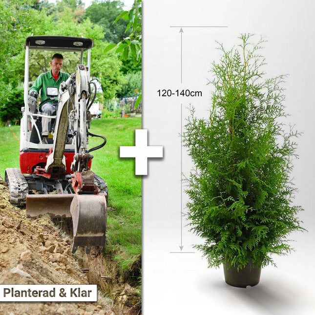 Köp Planterad & Klar Thuja Brabant 120-140cm Svedberga Vadstena Planterad & Klar