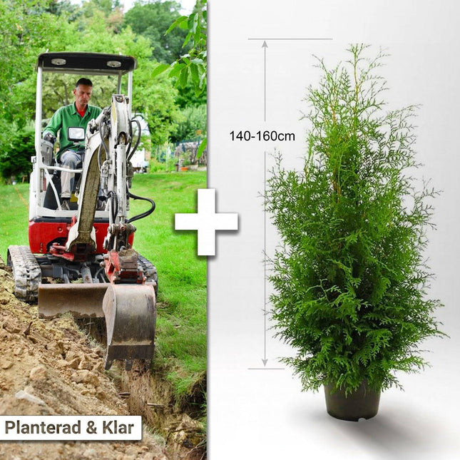 Köp Planterad & Klar Thuja Brabant 140-160cm Svedberga Vadstena Planterad & Klar
