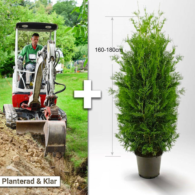 Köp Planterad & Klar Thuja Brabant 160-180cm Svedberga Vadstena Planterad & Klar