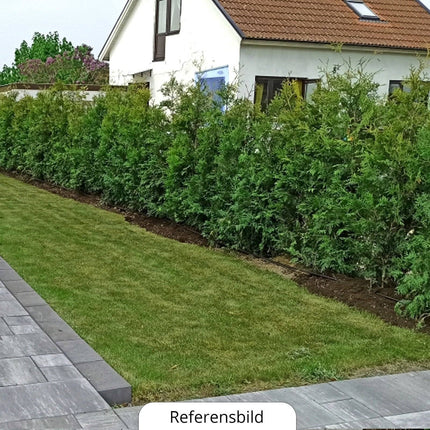 Köp Planterad & Klar Thuja Brabant 180-200cm Svedberga Vadstena Planterad & Klar
