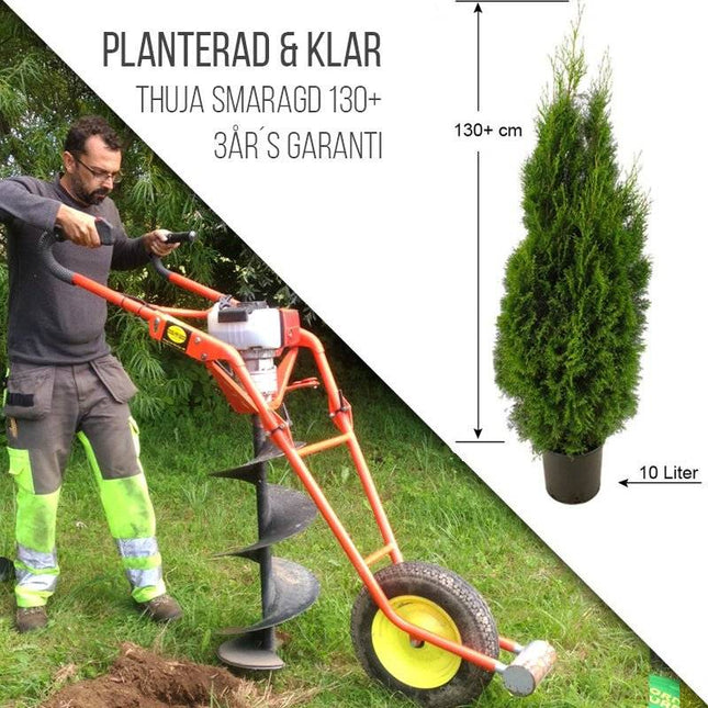 Köp Planterad & Klar Thuja Smaragd 140-160 cm Svedberga Vadstena Planterad & Klar