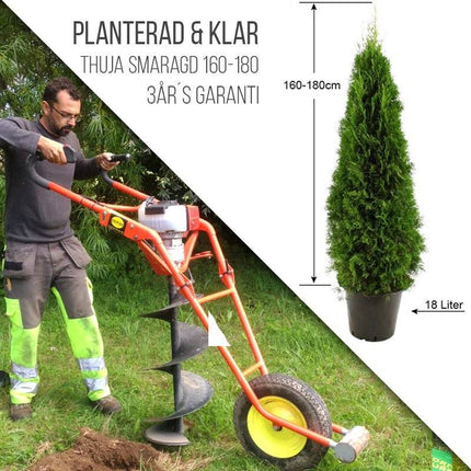 Köp Planterad & Klar Thuja Smaragd 160-180cm Svedberga Vadstena Planterad & Klar