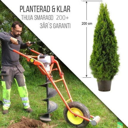 Köp Planterad & Klar Thuja Smaragd 180-200cm Svedberga Vadstena Planterad & Klar