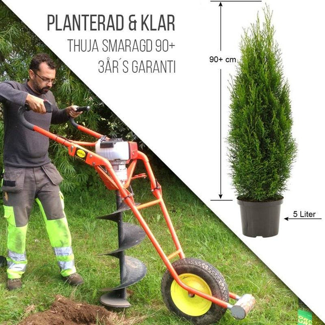 Köp Planterad & Klar Thuja Smaragd 80-100 cm Svedberga Vadstena Planterad & Klar