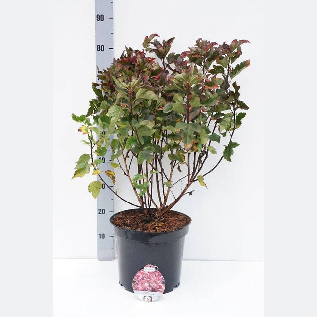 Köp Rödbladig smällspirea, 40-60 cm - Barrot - 25 Pack Remco Spirea