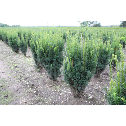 Köp Taxus media 'Rising Star' 60-80, rotklump - LQ Remco