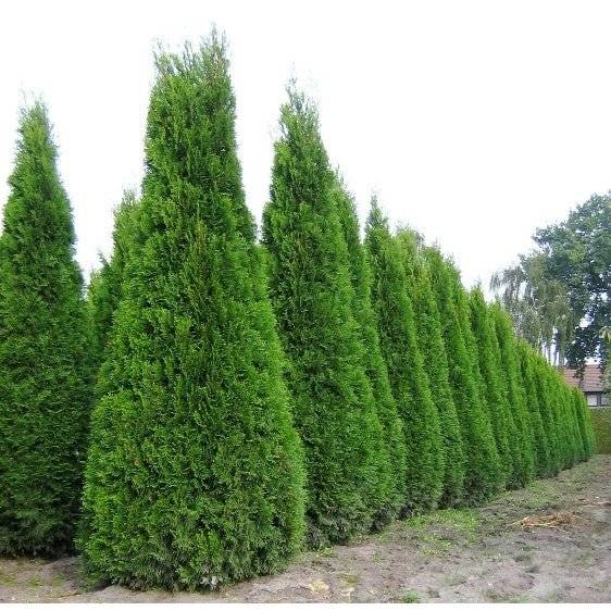 Köp Thuja Fastigiata 200-220 cm, rotklump - 10 st Remco