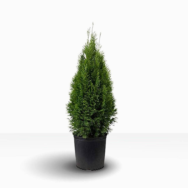 Köp Thuja Fastigiata 40-60 cm, Krukodlad 2-5L Remco