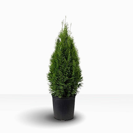 Köp Thuja Fastigiata 40-60 cm, Krukodlad 2-5L Remco