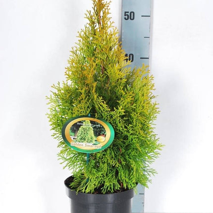 Köp Thuja Golden Smaragd 20-175 cm, Co » LQ 40 cm - Co 4 Remco Thuja Smaragd