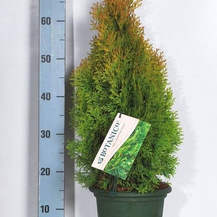 Köp Thuja Golden Smaragd 20-175 cm, Co » LQ Remco Thuja Smaragd