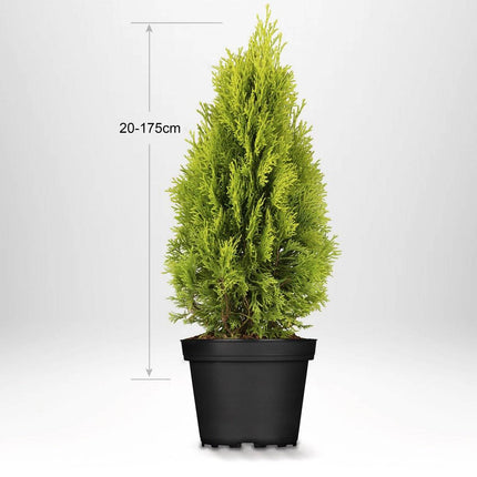 Köp Thuja Golden Smaragd 20-175 cm, Co » LQ Remco Thuja Smaragd