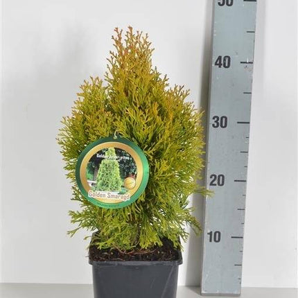 Köp Thuja Golden Smaragd 20-175 cm, Co » LQ 20 cm - Co 2 Remco Thuja Smaragd