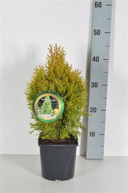 Köp Thuja Golden Smaragd 20-175 cm, Co » LQ 20 cm - Co 2 Remco Thuja Smaragd