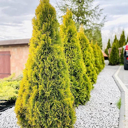 Köp Thuja Golden Smaragd 20-175 cm, Co » LQ Remco Thuja Smaragd