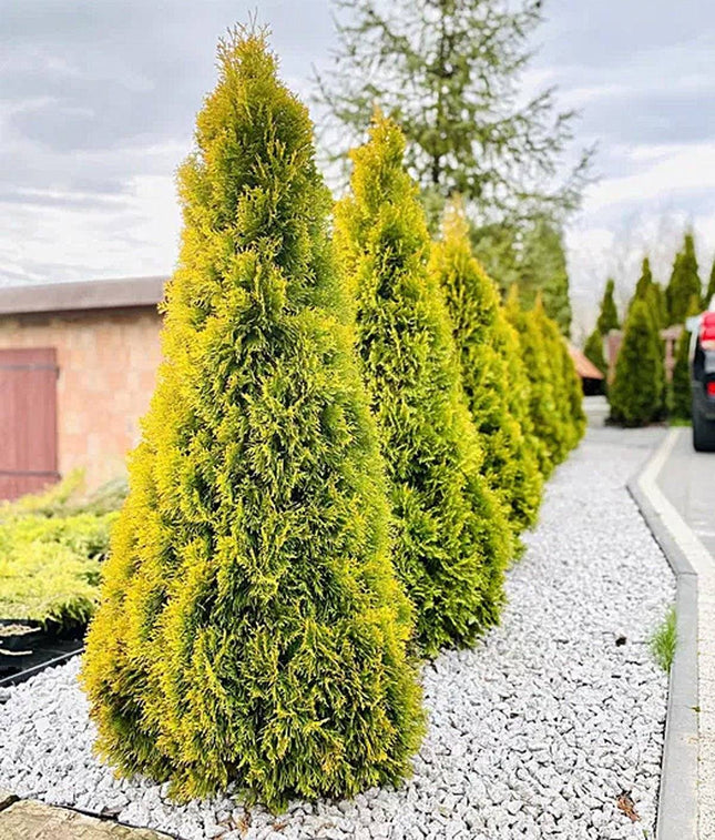 Köp Thuja Golden Smaragd 20-175 cm, Co » LQ Remco Thuja Smaragd