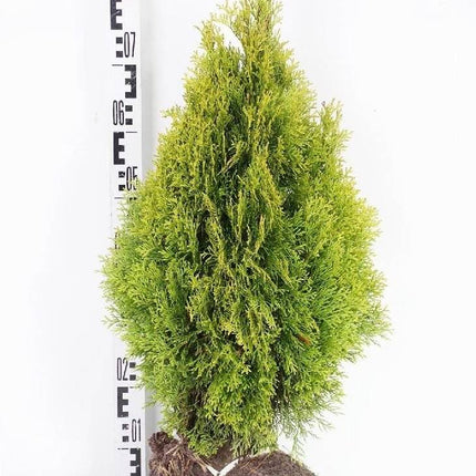 Köp Thuja Golden Smaragd 20-175 cm, Co » LQ 80-100 cm - RB Remco Thuja Smaragd