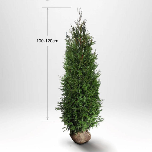Köp Thuja Martin 100-120cm, Rotklump Remco